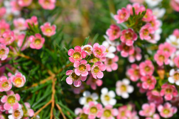 Geraldton wax flower