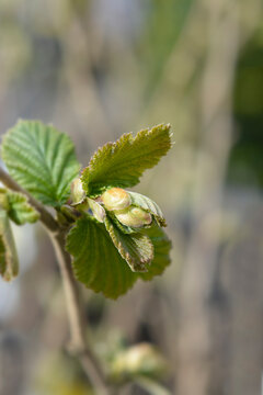 Common hazel