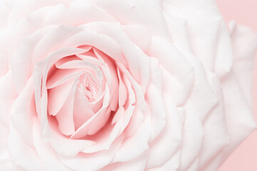 Fototapeta na wymiar Close up white pink rose flower, delicate macro petals pastel colors, aesthetic floral background. Fresh tenderness bloom rose, fon for congratulations. Soft focus nature flowery image.