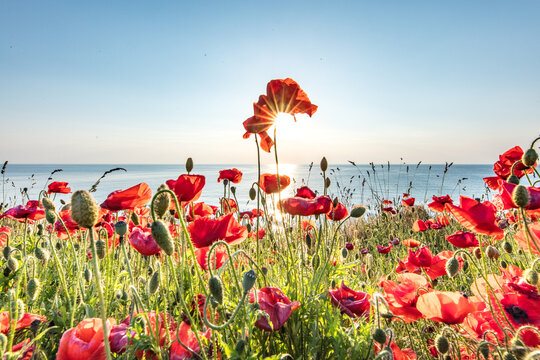 mohn am meer