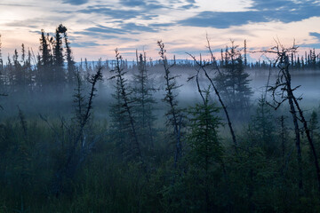 Beautiful colors of foggy sunset in taiga at Alaska summer, USA