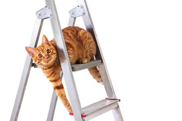Funny young tabby-red cat sits on construction and repair step-ladder on white background. Repair,...