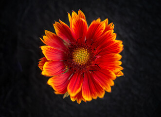 Beautiful flower on black background. Decorative flowers.