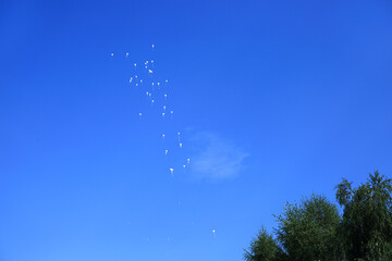 Białe balony w kształcie serc szybujące na tle niebieskiego nieba, wieszchołki drzew, wesele,...
