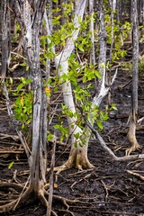 Mangrove swamp reforestation project, Avellana Beach, Costa Rica