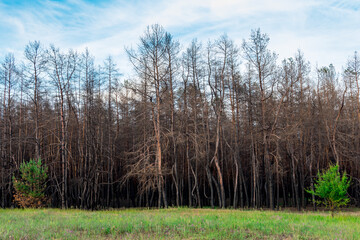 A young deciduous tree against the background of a burnt coniferous forest. Coniferous trees burned...