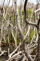 Mangrove swamp reforestation project, Avellana Beach, Costa Rica