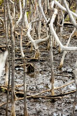 Mangrove swamp reforestation project, Avellana Beach, Costa Rica