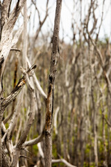 Mangrove swamp reforestation project, Avellana Beach, Costa Rica