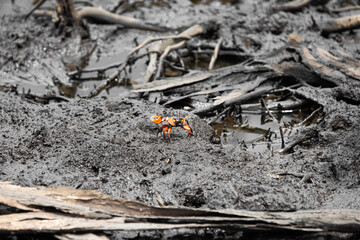 Obraz premium Pacific mangrove fiddler crab in the mud, Avellana Beach, Costa Rica