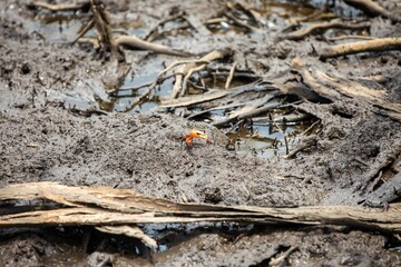 Pacific mangrove fiddler crab in the mud, Avellana Beach, Costa Rica