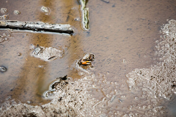 Pacific mangrove fiddler crab in the mud, Avellana Beach, Costa Rica