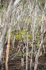 Mangrove swamp reforestation project, Avellana Beach, Costa Rica