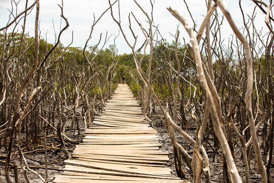Mangrove swamp reforestation project, Avellana Beach, Costa Rica