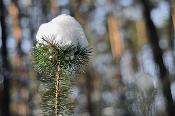 Zima w lesie, ośnieżona gałązka sosny zwyczajnej, pierwszy śnieg. Winter in the forest, snow-covered pine twig, first snow in december. - obrazy, fototapety, plakaty