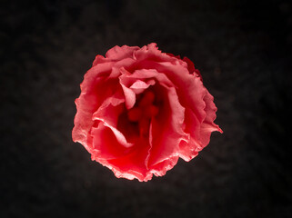 Studio shot of flower on a black background. Selective focus.