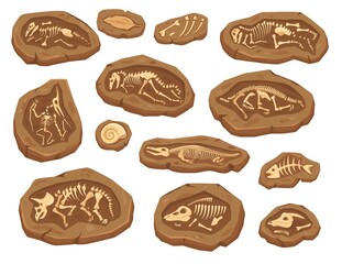 Cartoon dinosaurs fossils, ancient triceratops dinosaur skeleton. Ammonite and leaf fossil, paleontological excavation elements vector set. Large and small animal bones digging for museum © Frogella.stock