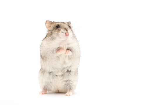 Hamster stand isolated on white