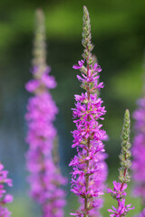 Purple tiny flowers on a stem.