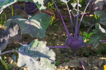Purple kohlrabi growing in a flower bed.