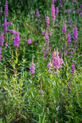 Purple tiny flowers on a stem.