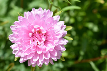 Pink and white Chinese aster in the summer garden