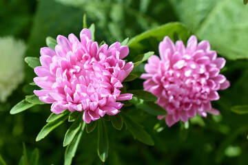 Pink and white Chinese aster in the summer garden