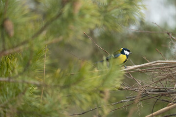 Bird in the branch. Beautiful parus or titmouse bird on the branch of a tree, in winter waiting for spring. Songbird in the nature habitat.