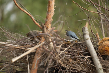 White breasted nuthatch perched on a winter twig. Bird in the branch. Beautiful blue-grey songbird. Songbird in the nature habitat. Cute songbird in winter scene. Eurasian nuthatch, Sitta europaea