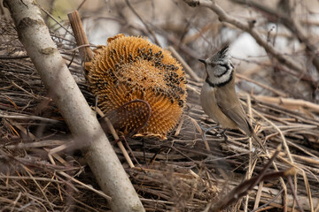 Bird in the branch. Beautiful blue-grey songbird. Songbird in the nature habitat. Cute crested tit in winter scene. Crested tit on log, found in the pine forests