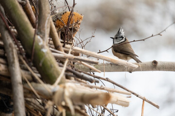 Bird in the branch. Beautiful blue-grey songbird. Songbird in the nature habitat. Cute crested tit in winter scene. Crested tit on log, found in the pine forests