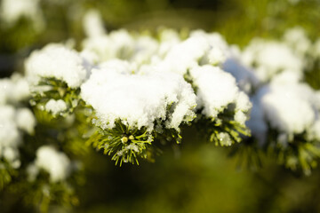 Winter bright background with snowy pine branches in the sun. Natural bright background.