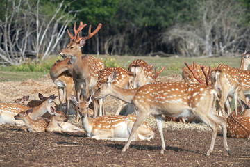 A herd of graceful spotted deer in the national park. Selective focus.