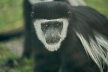 Portrait of a black and white monkey (gwerets) close-up. Selective focus.