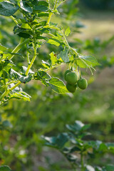 Green fruits potatoes on the plant.