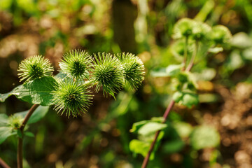 Round thistle inflorescence with hooks.