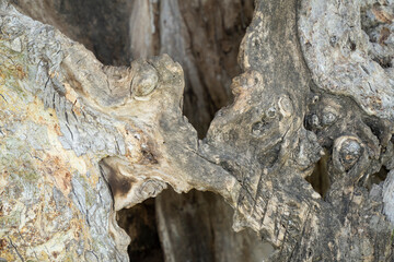 A Hollow Tree Trunk