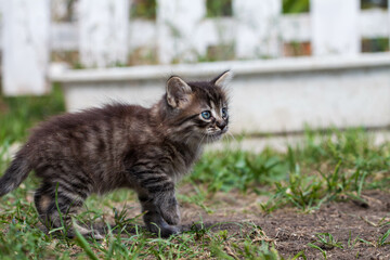 scared little kitten in the green grass. The little kitten ran away from home and got lost in the park. A Siberian striped kitten explores the unknown world on the street.