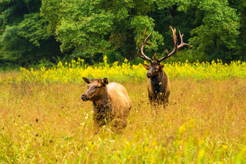 Buck elk with large rack of antlers and female elk stand in golden field