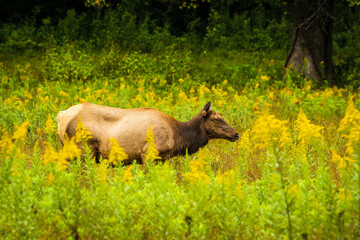 Naklejka na ściany i meble Female elk walks through yellow wildflowers and tall grass