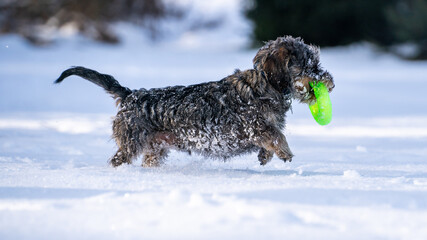 Small dog is playing in the snow