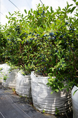 Duże krzewy jagody kamczackiej na plantacji krytej, posadzone w duże worki z ziemią - baloty. Plantacja automatycznie, komputerowo nawadniana i nawożona - obrazy, fototapety, plakaty