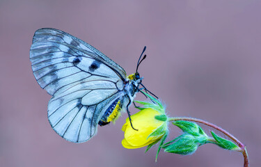 Macro shots, Beautiful nature scene. Closeup beautiful butterfly sitting on the flower in a summer garden.
