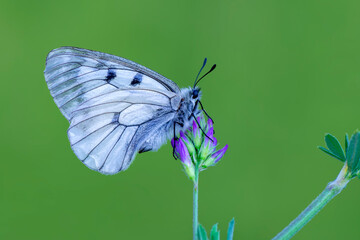 Macro shots, Beautiful nature scene. Closeup beautiful butterfly sitting on the flower in a summer garden.