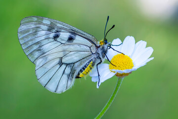 Macro shots, Beautiful nature scene. Closeup beautiful butterfly sitting on the flower in a summer garden.