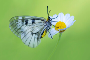 Macro shots, Beautiful nature scene. Closeup beautiful butterfly sitting on the flower in a summer garden.