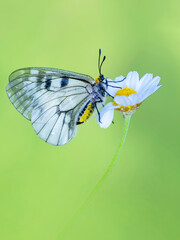 Macro shots, Beautiful nature scene. Closeup beautiful butterfly sitting on the flower in a summer garden.