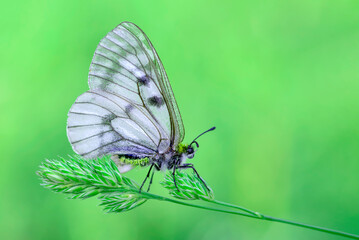 Macro shots, Beautiful nature scene. Closeup beautiful butterfly sitting on the flower in a summer garden.