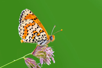 Macro shots, Beautiful nature scene. Closeup beautiful butterfly sitting on the flower in a summer garden.