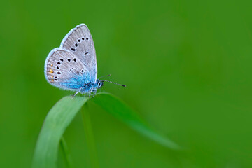 Macro shots, Beautiful nature scene. Closeup beautiful butterfly sitting on the flower in a summer garden.